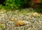Preview: Indische Turmdeckelschnecke